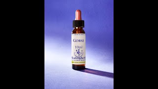 Gorse Bach flower remedy for feeling helpless to make changes.