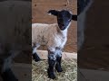 My last lamb of the season!! It's a little girl; Alice 🩵 #adorableness #cutecritters #lambs