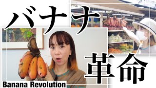 そんなバナナ！？謎の巨大バナナを食べてみたの巻(Banana Revolution)