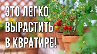 видео: Огород на подоконнике. Как вырастить дома зимой огурцы, помидоры томаты, перцы, баклажаны и зелень. картинка: Огород на подоконнике. Как вырастить дома зимой огурцы, помидоры томаты, перцы, баклажаны и зелень.