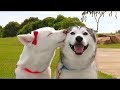 「絶対に笑う」あり得ないことをする犬★おもしろい犬のハプニング, 失敗画像集 #11