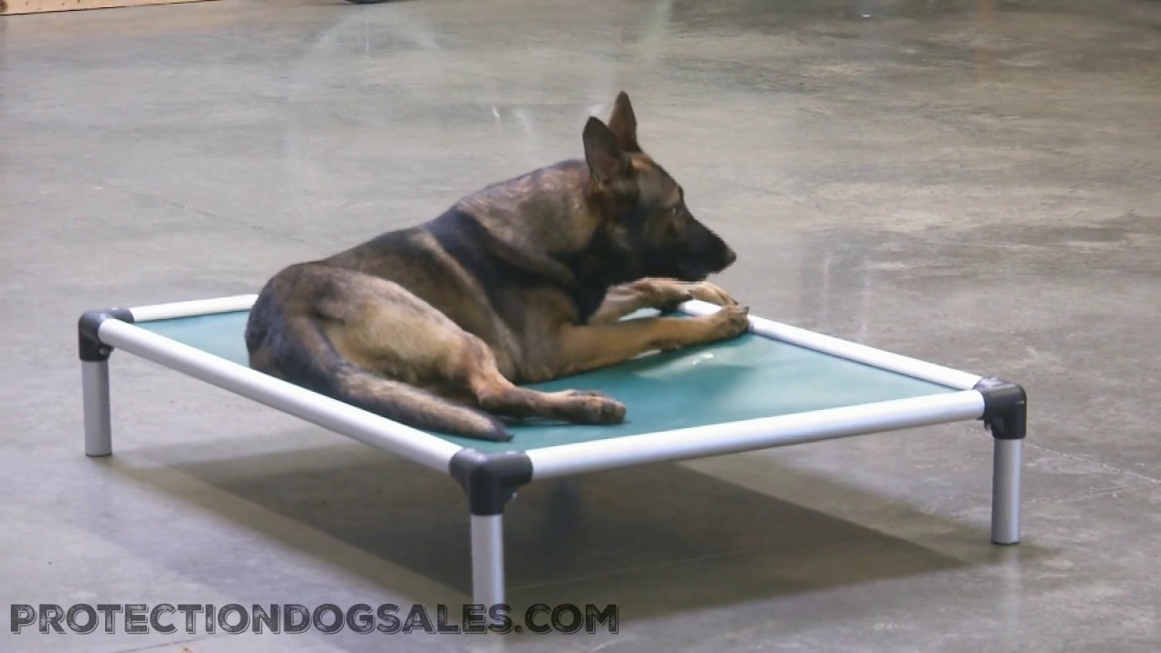 puppy paradise Halloween Agility & Distraction Course 