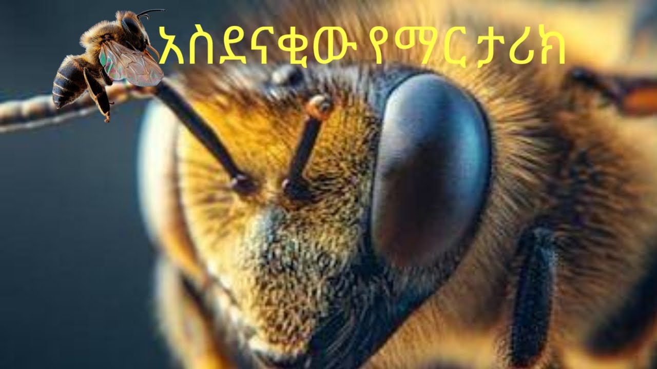 🛑ንፁ ማር እንዴት እናግኝ 🤔አስደናቂው የማር ታሪክ😱