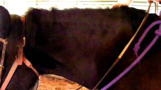 Danny Boys Cresty Neck