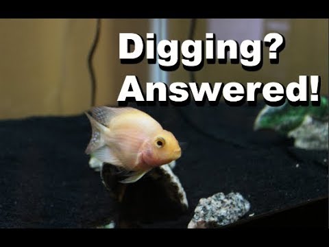 WHY IS YOUR BLOOD PARROT CICHLID DIGGING?