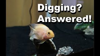 Why Is Your Blood Parrot Cichlid Digging?