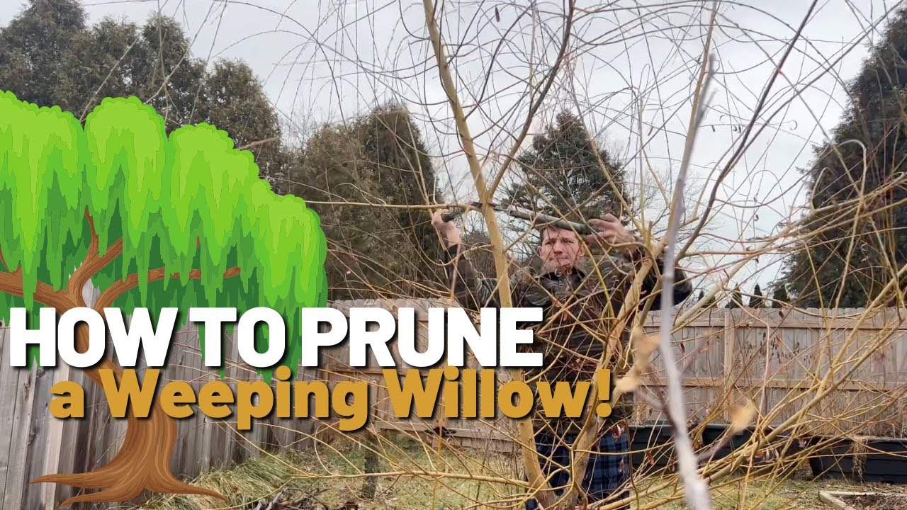 How to Prune a Weeping Willow