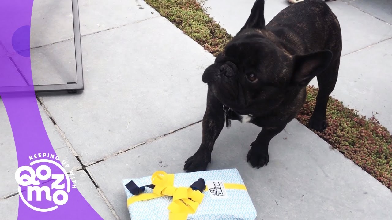 Qozmo heeft wat te vieren! | KEEPING UP WITH QOZMO