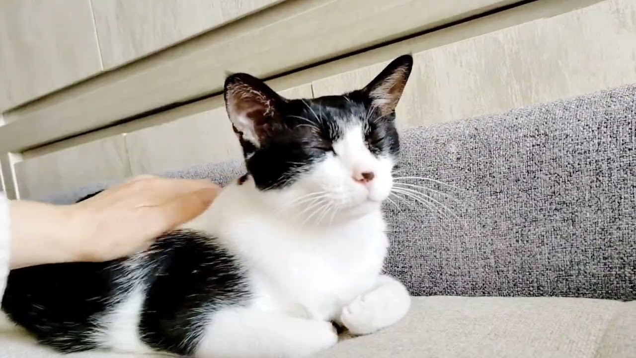 ［我的二貓］朝早的陽光曬灑窗台｜