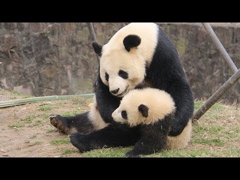 《超萌滾滾秀》第四十二期：我親愛的麻麻 | iPanda