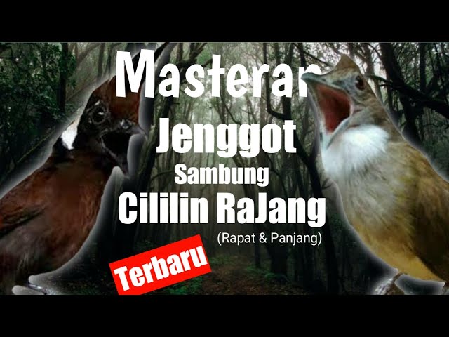 Masteran Suara Cucak Jenggot Sambung Cililin Rapat dan Panjang class=