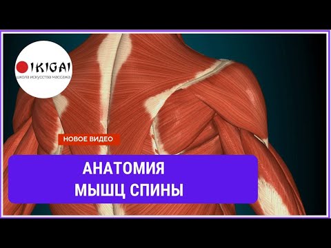 Анатомия мышц СПИНЫ для МАССАЖИСТОВ