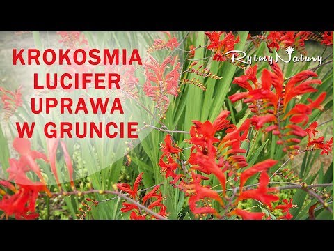 Video: Krokosmia