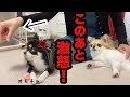 【 チワワ喧嘩】絶対に渡したくないオモチャをこっそり奪ってみたら…
