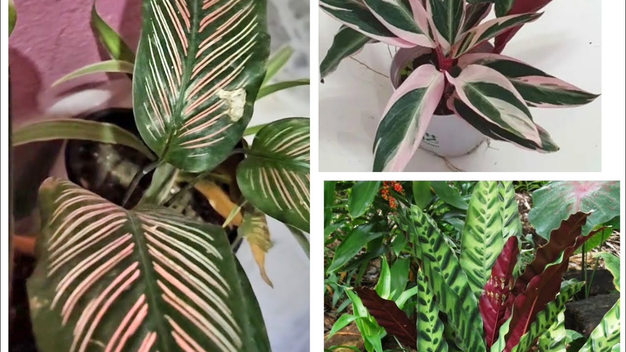 Calathea care and Benefits.... - YouTube