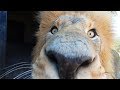 Shuffling Lions! | The Lion Whisperer
