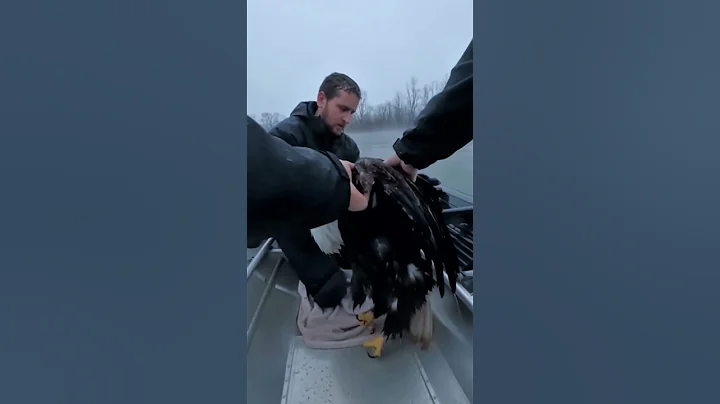 Expedition Team Rescues a Drowning Eagle in the Frozen Lake