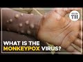 What is the monkeypox virus? | The Hindu