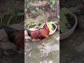 बदमाश मुर्गा मुर्गी।।