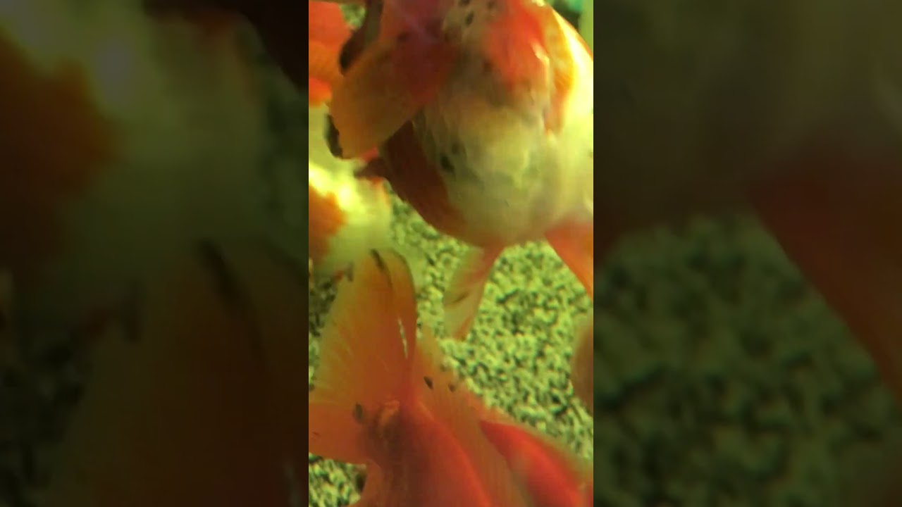 Lice on Goldfish Tail 