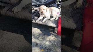 Labrador funny dog ? short reels