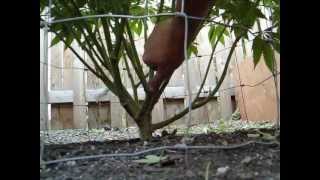 OMMP MASTER GROWER'S TIPS "pruning for bigger yields"