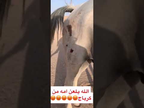خطوره الكرباج