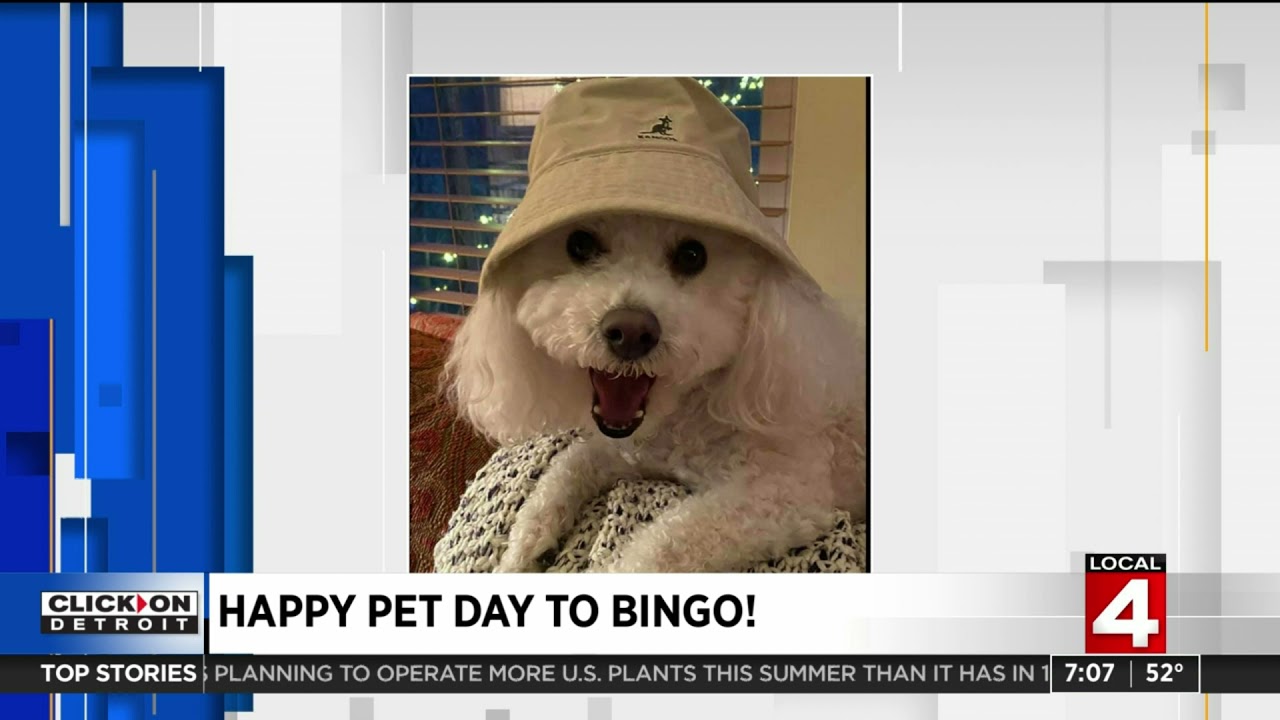 Viewers Celebrate National Pet Day