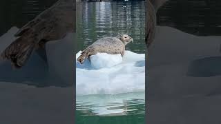 Meares Glaciers,in Unakwik inlet, Prince William Sound #shortvideo #fishing #alaska