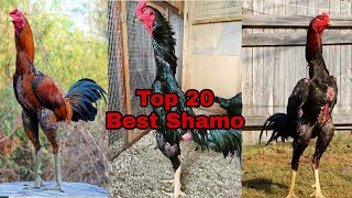 Top 20 | Best Shamo