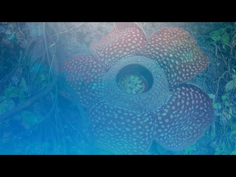Самые редкие растения на планете