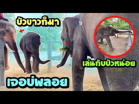 บ่อพลอยมาหา บัวขาวเจอบัวบาน จะเป็นยังไง elephant