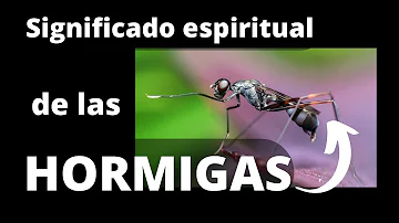 ¿De qué son símbolo las hormigas?