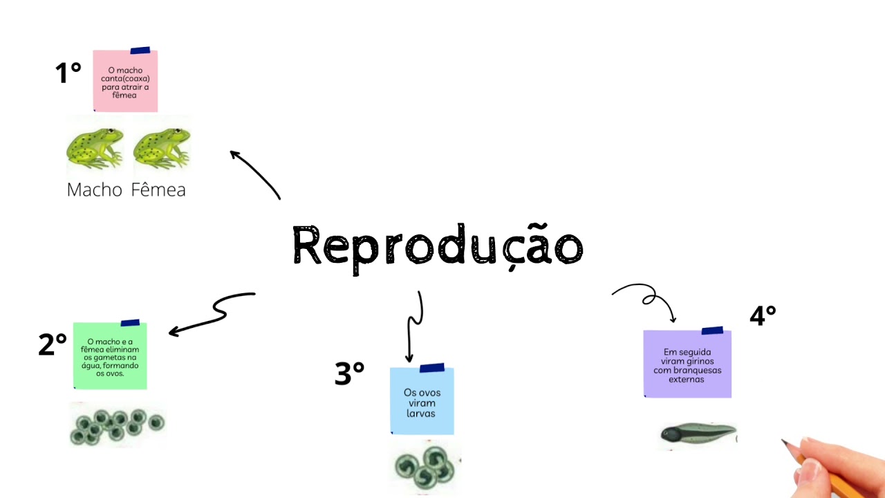 Reprodução dos anfíbios - YouTube