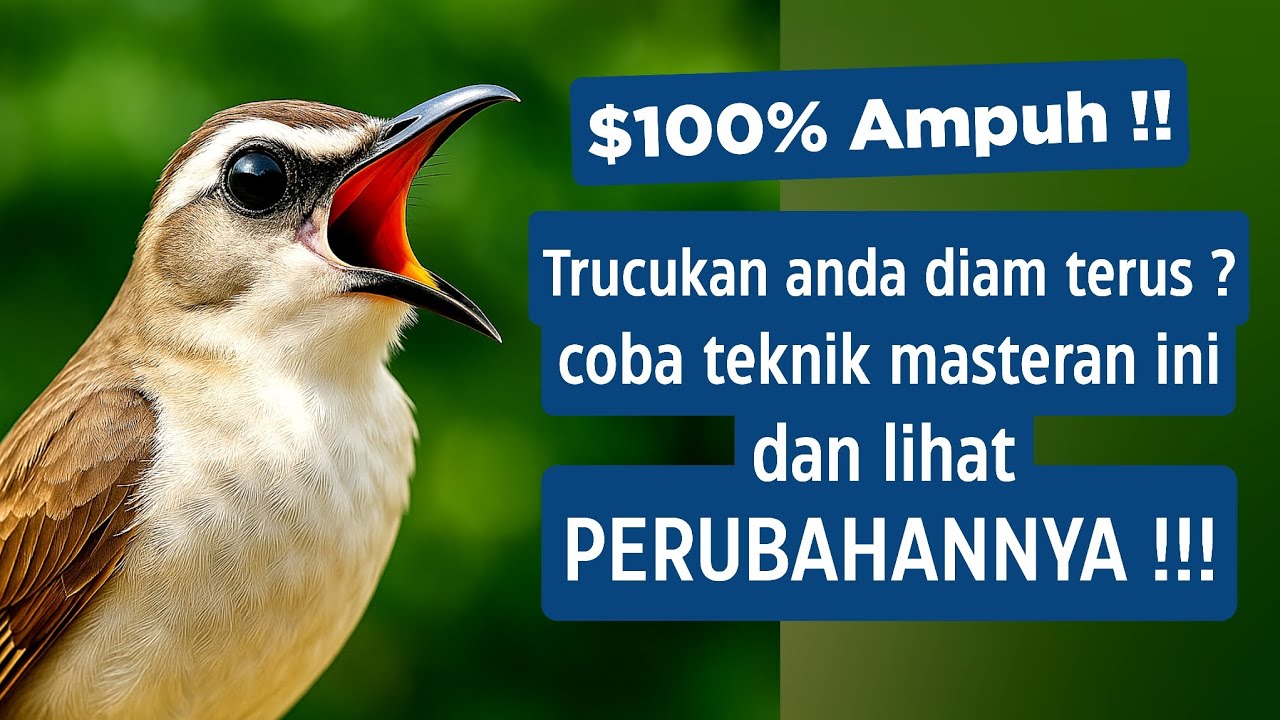 Suara trucukan gacor ropel ngalas buat pancingan trucukan agar bunyi jadikan burung trucuk gacor