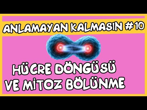 Anlamayan Kalmasın #10 Hücre Döngüsü ve Mitoz Bölünme