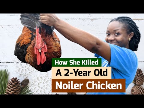 How Wifey Killed a 2-Year Old Noiler Chicken | How to Kill a Chicken