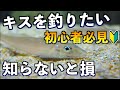 【初心者必見】知らないと損！キスの釣り方！学ぶべき４つを徹底解説！