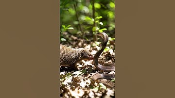 "Mongoose vs Cobra! | Epic Fight for Survival"