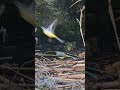 Eine Gebirgsstelze