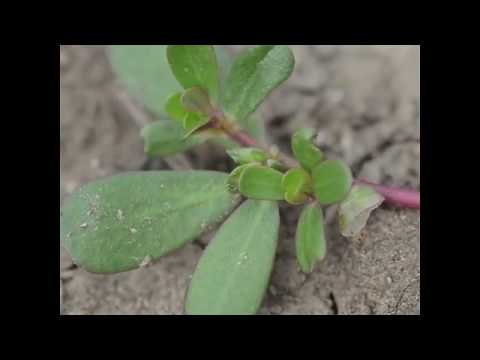 Video: Trồng Purslane: Làm thế nào để trồng Purslane trong vườn