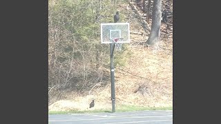 seasons in the sun (vocal c0ver)