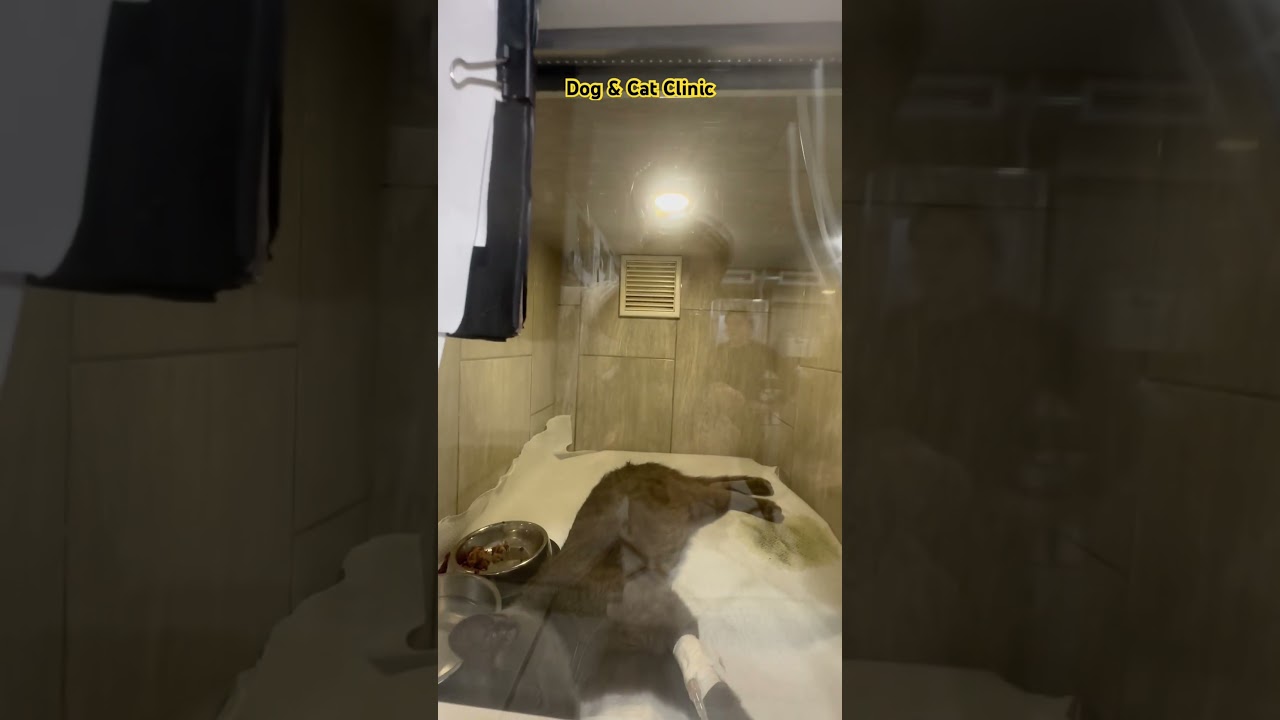 Dogs & Cats of Refugees Medical Clinic Ukraine 