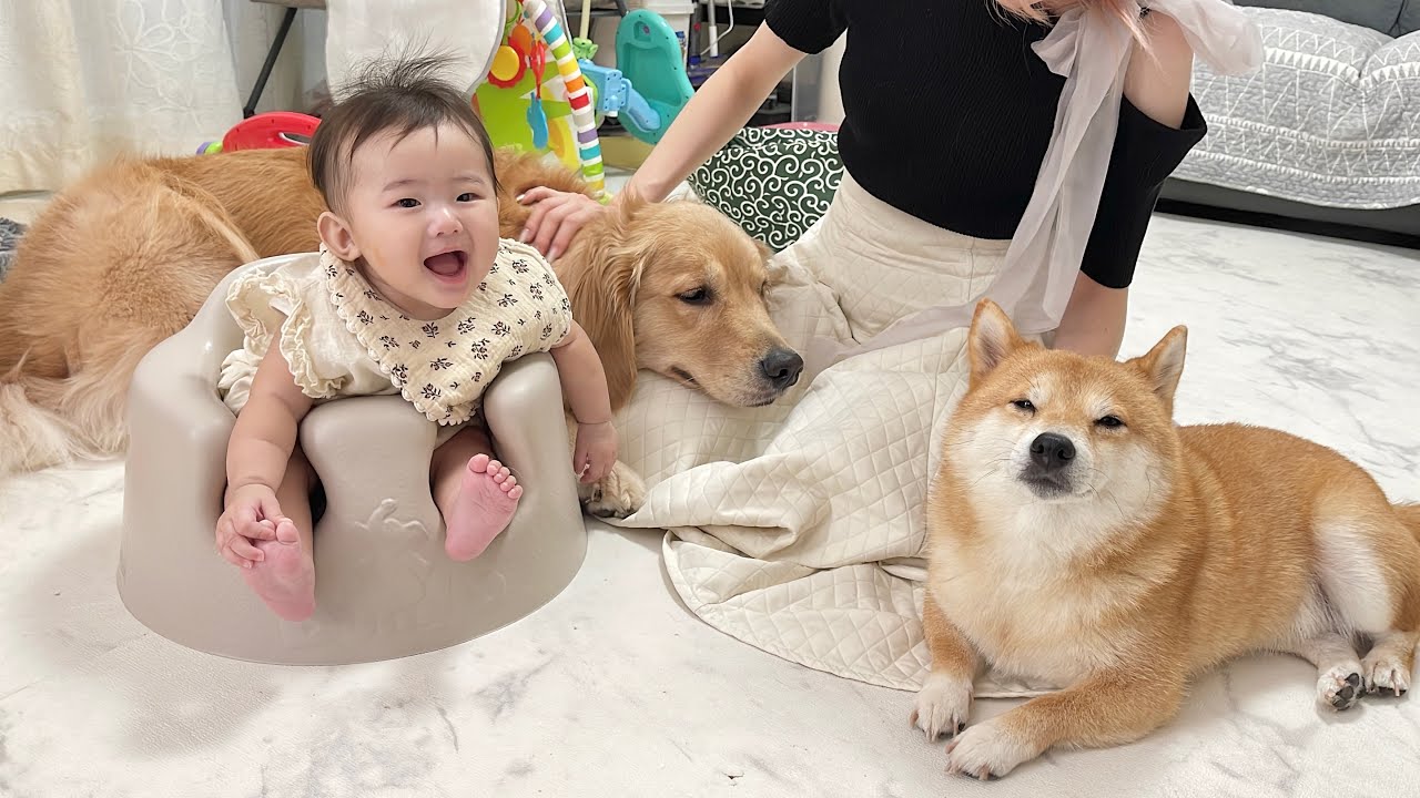 うにちゃんS 負けじと可愛さを見せつけてくる豆柴とゴールデンレトリバーが可愛すぎ