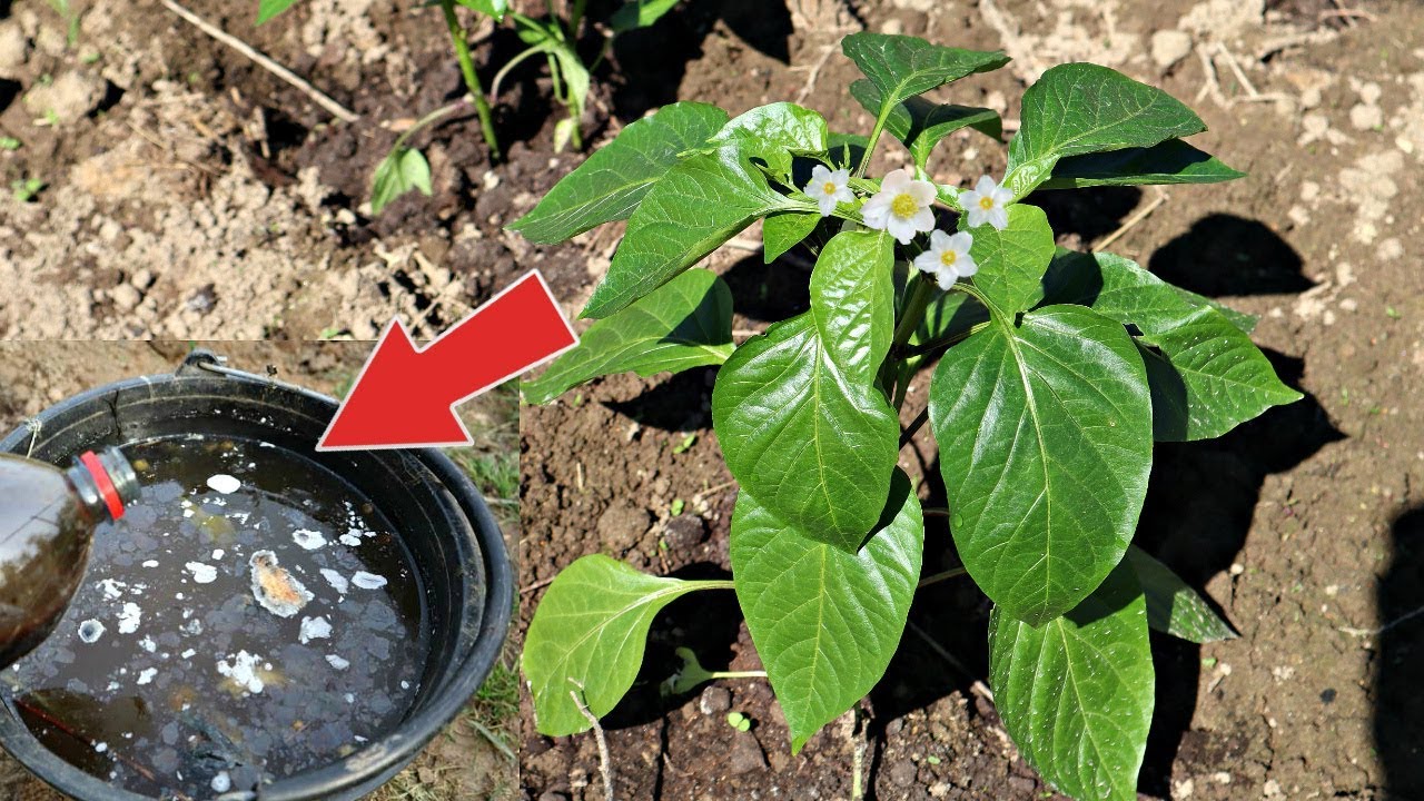 Как только перец зацвел лейте это удобрение под куст плодов завяжется тьма. Цветение перца подкормка