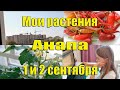 #Анапа  #времена года Онлайн образование и огород на балконе жк анапа