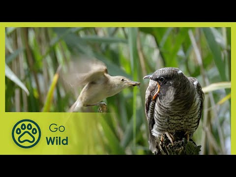 Video: Kukučie slzy sú divokou orchideou našich zemepisných šírok