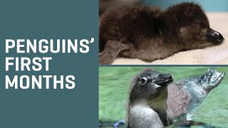 PENGUIN CHICKS first 4 months in 3 minutes