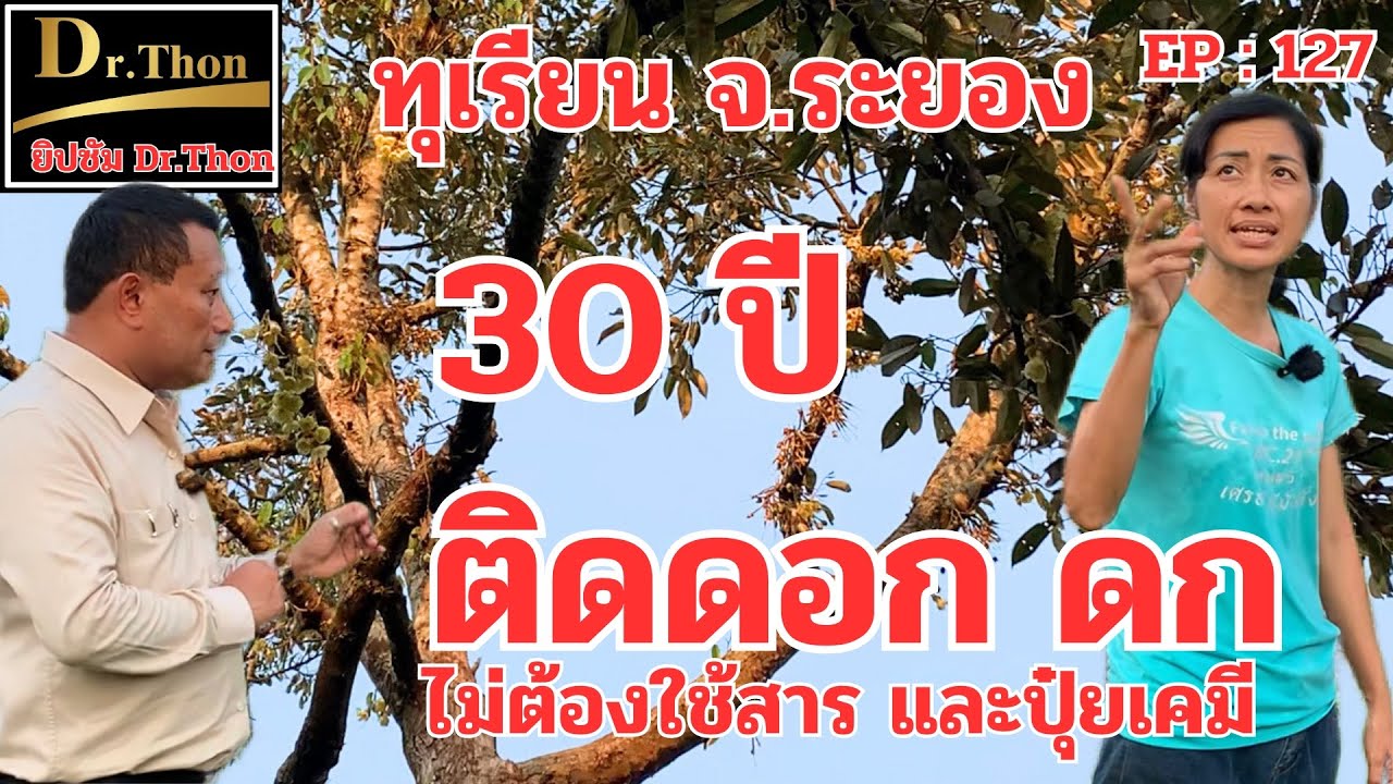 ทุเรียนอายุ 30 ปี ออกดอกด้วย ยิปซัม Dr.Thon โทร.099-425-6888
