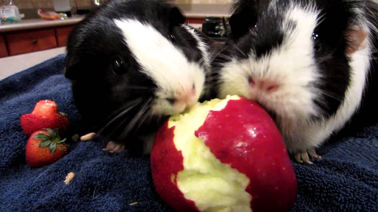 Guinea Pigs Eating Apple - YouTube.